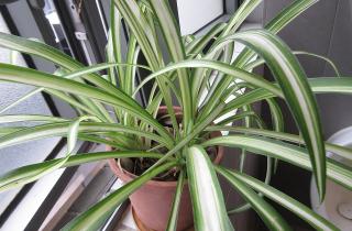 Комнатные растения помогают снижать количество токсинов в детской комнате — ботаник