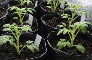 Стебли падают, а корни задыхаются: скрытая причина гибели рассады на подоконнике в марте