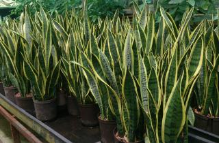 Змеиное растение формирует корни в фильтрованной воде — по данным цветоводов