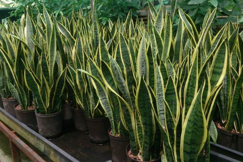 Змеиное растение формирует корни в фильтрованной воде — по данным цветоводов