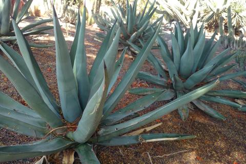 Агава сохраняет декоративность зимой в тёплом климате, сообщают ботаники