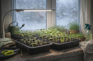 Корень ищет полную темноту: опасная ошибка в выборе тары, которая тормозит рост сеянцев