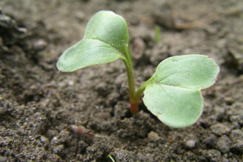 Сумати Кашяпи рекомендовала выращивать редис на подоконнике для быстрого урожая Сумати Кашяпи рекомендовала выращивать редис на подоконнике для быстрого урожая