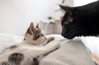 Кошка предупреждает малышей о недопустимом поведении шипением