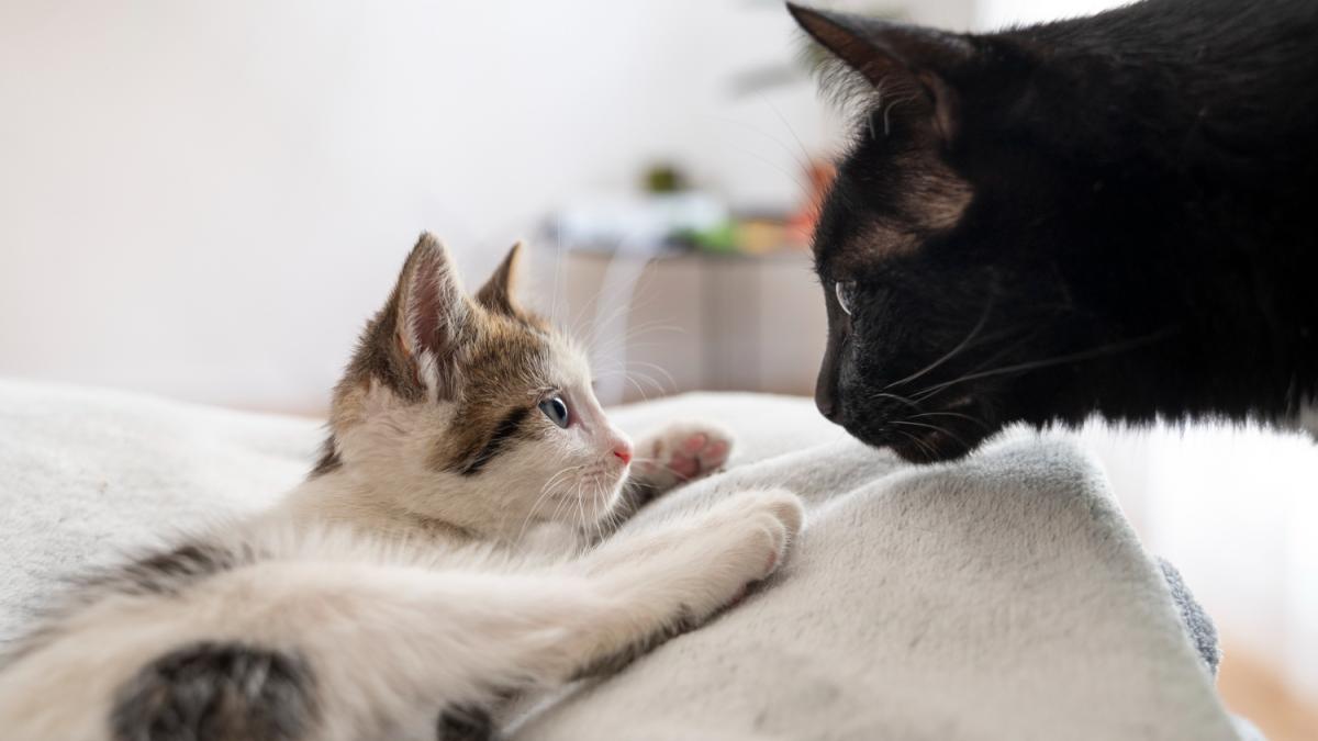 кошка и котенок