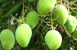 Проращивание косточки раскрывает ранние стадии роста манго — ботаник Ларионов