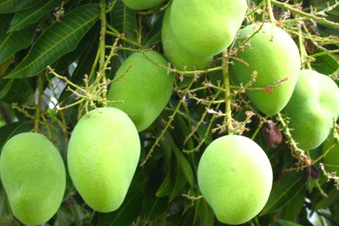 Проращивание косточки раскрывает ранние стадии роста манго — ботаник Ларионов