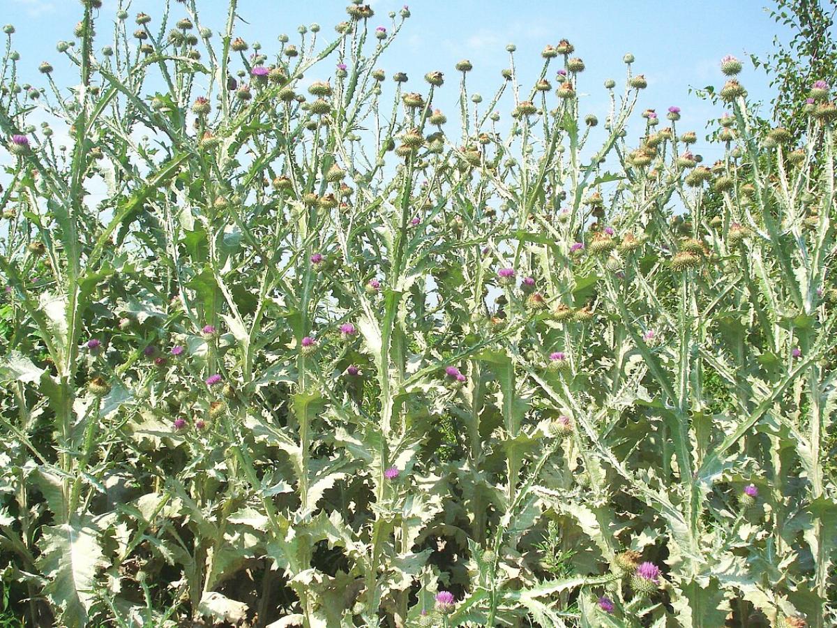 Пырей не пройдет: как легко избавиться от сорняка с помощью простого метода