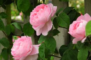 Сахарный рывок под ледяной коркой: особенность корневого питания роз в конце зимнего сезона