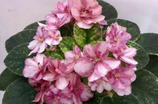 Чрезмерная влажность провоцирует гниль и остановку цветения — агроном Смирнова