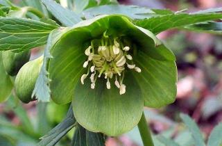 Морозник цветёт с декабря по март и выдерживает морозы без укрытия