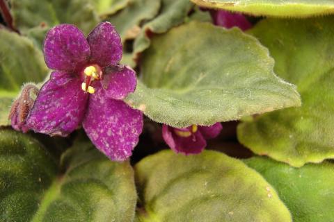 Омоложение фиалки проводят при вытянутом стебле и пожелтевших нижних листьях — Игорь Смирнов