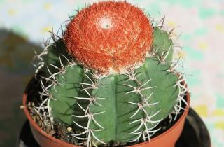 Кактусы подчёркивают творческий и активный характер хозяина — ботаник Левченко