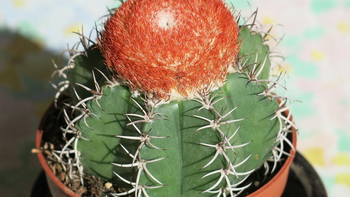 Кактус-барбуз