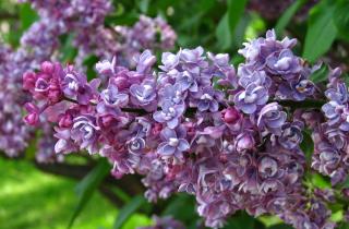 Осенний уход за сиренью усиливает весеннее цветение, рассказывают садоводы