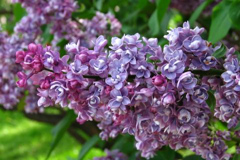 Осенний уход за сиренью усиливает весеннее цветение, рассказывают садоводы