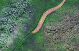 Окаменелости гигантских червей из Гренландии доказывают существование хищников кембрийского периода — Якоб Винтер