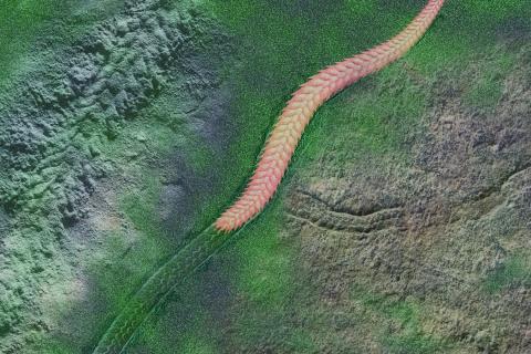 Окаменелости гигантских червей из Гренландии доказывают существование хищников кембрийского периода — Якоб Винтер