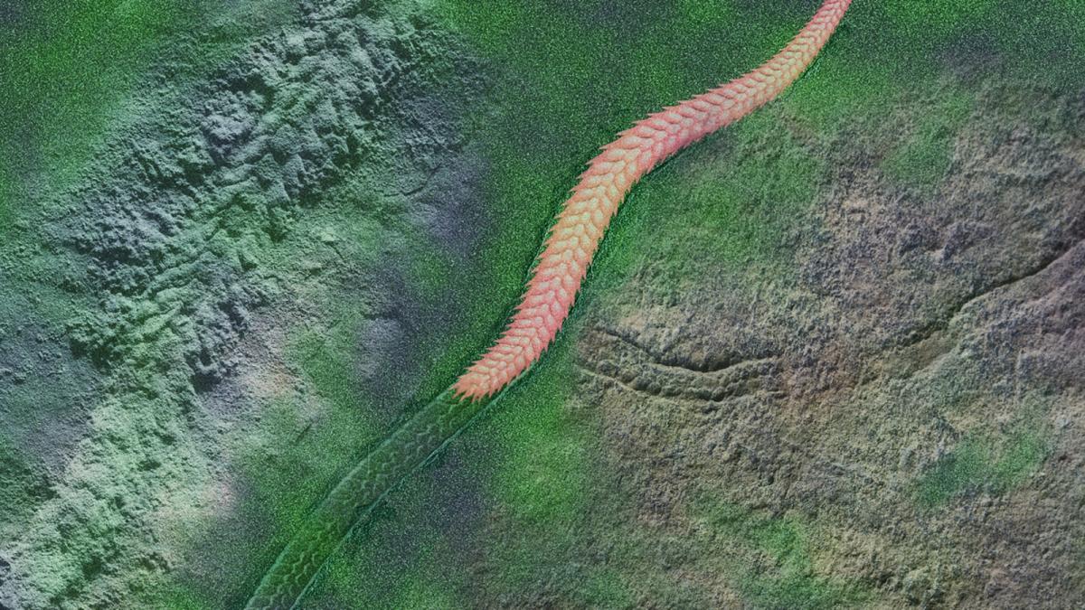 Окаменелость Кабица