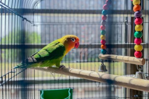 Зеркало в клетке снижает интерес попугая к общению с человеком — орнитологи