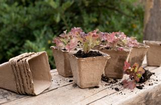 Дренажные отверстия предотвращают ледяные пробки в горшках, отмечают агрономы