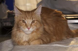 Порода мейн-кун требует регулярного вычесывания шерсти — грумеры