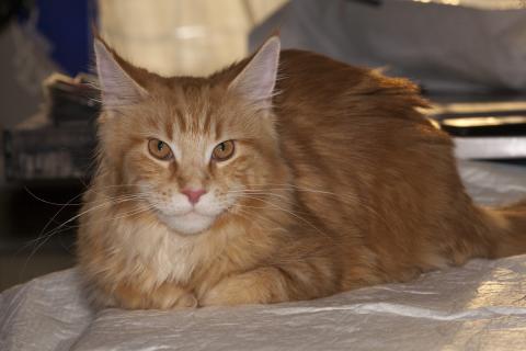 Порода мейн-кун требует регулярного вычесывания шерсти — грумеры