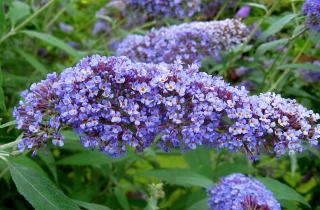 Буддлея и японская спирея наносят вред саду и природе — ландшафтный эколог Марта Стюарт