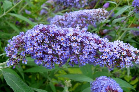 Буддлея и японская спирея наносят вред саду и природе — ландшафтный эколог Марта Стюарт Буддлея и японская спирея наносят вред саду и природе — ландшафтный эколог Марта Стюарт