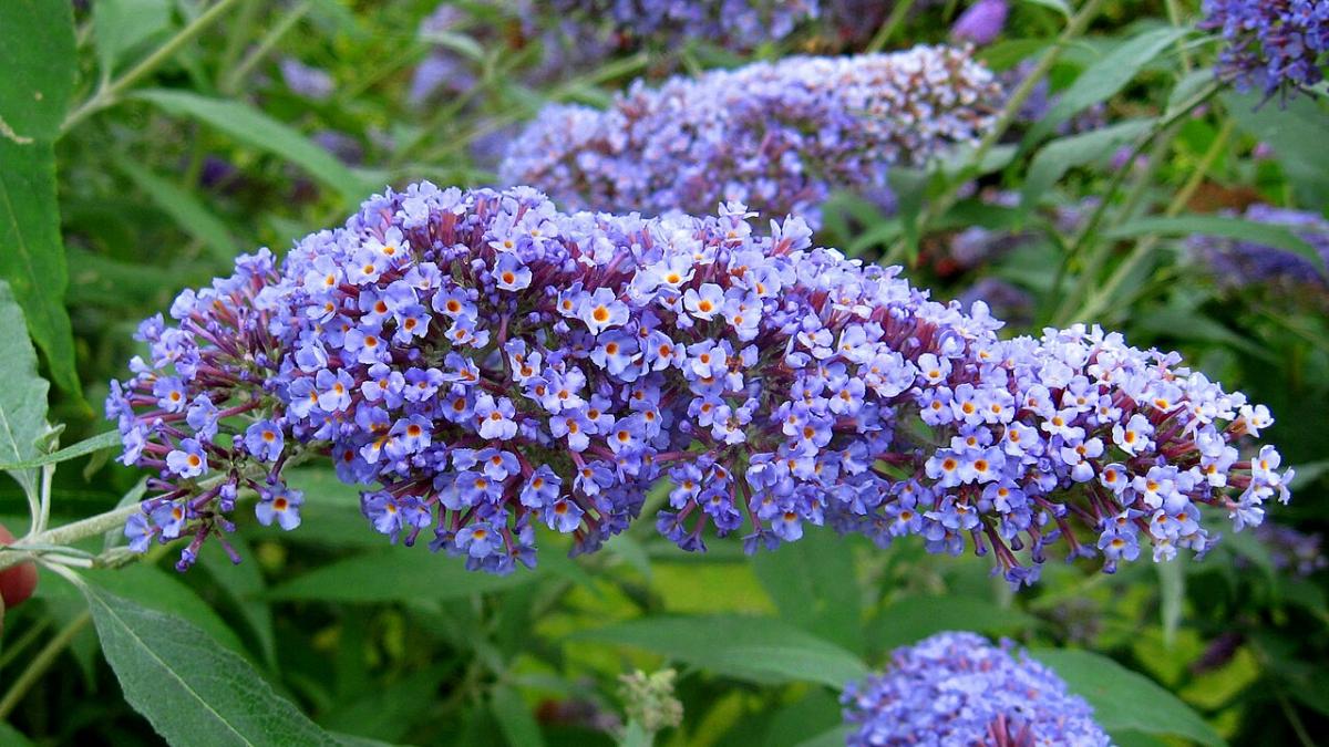 Кустарник буддлея Давида Кустарник буддлея Давида