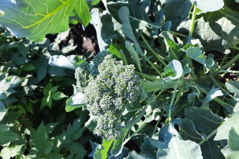 Специалисты по растениеводству: брокколи и капусту лучше пересаживать при низких температурах