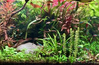 Водоросли в аквариуме сигнализируют о проблемах с экосистемой — биологи