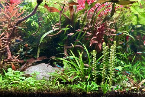 Водоросли в аквариуме сигнализируют о проблемах с экосистемой — биологи