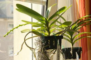 Орхидеи требуют рассеянного света для активного фотосинтеза корней – Михаил Зотов