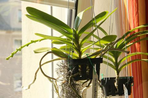 Орхидеи требуют рассеянного света для активного фотосинтеза корней – Михаил Зотов