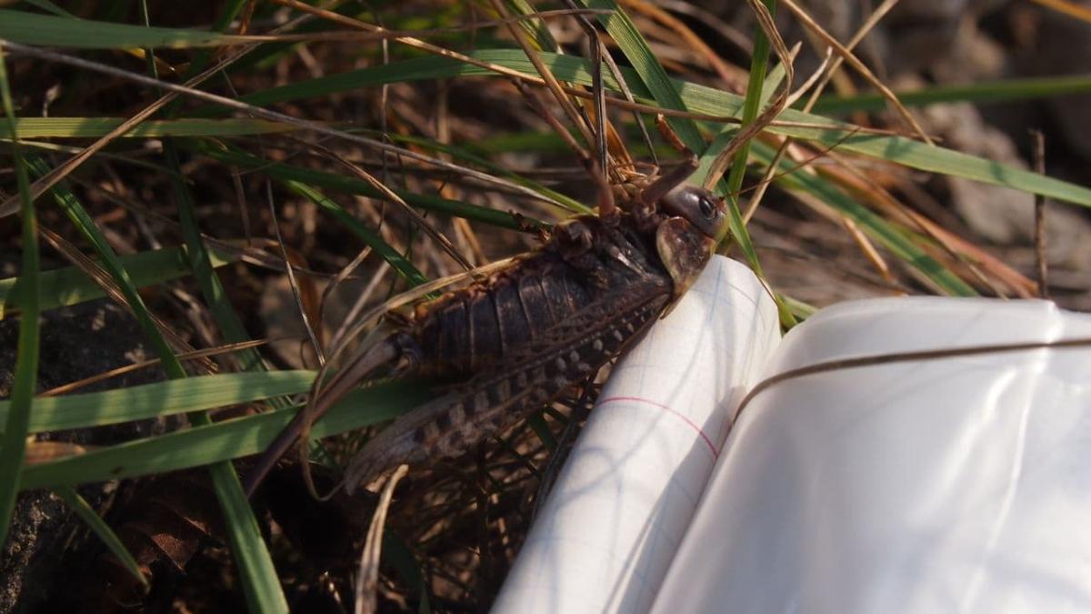 Locusts Locusts