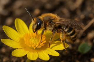 Инфекции у маток вызывают смену королевы за счёт снижения уровня феромона метилолеата