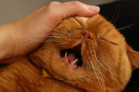 Домашние животные не всегда делают людей счастливее, показывают исследования психологов — Уильям Чопик