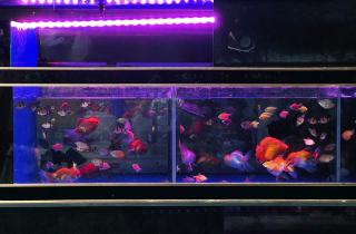 Петушки и гурами живут в аквариумах без компрессора — аквариумист