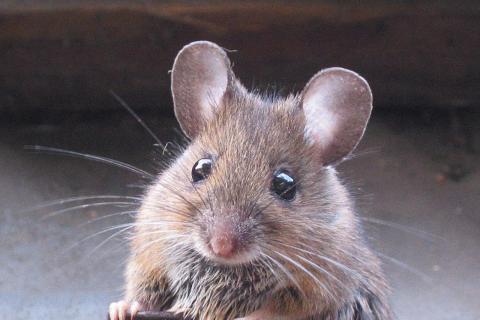 RSPCA: еда и мусорные пакеты остаются ключевым фактором проникновения мышей и крыс