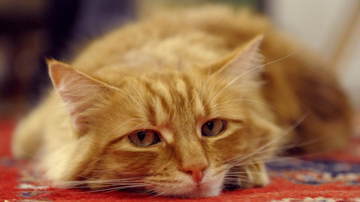 Скучающая кошка