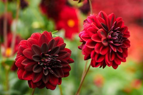 Георгины теряют клубни из-за сырости зимой, отмечают садоводы