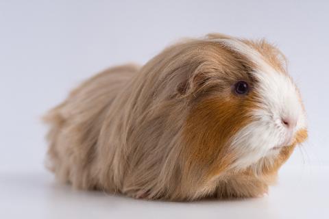 Морские свинки издают звуки похожие на хрюканье при общении — ветеринар