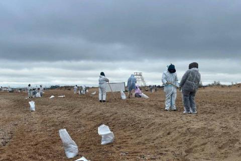 В Анапе, продолжая очистку моря и пляжей, собрали более 250 мешков с мазутом