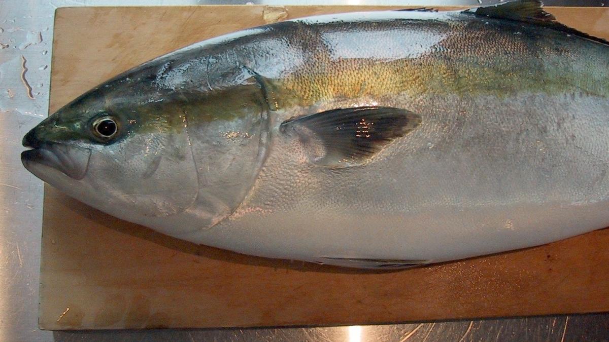 Seriola head Seriola head