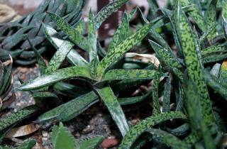 Ботаники: гастерия цветет зимой при мягком освещении и температуре выше 10 °C