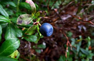 Крупные ёмкости улучшают рост корней черники — по данным садоводов