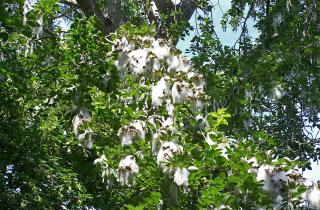 Тополь и ива растут до 1 метра в год — идеальные деревья для быстрого озеленения сада