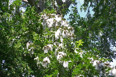 Тополь и ива растут до 1 метра в год — идеальные деревья для быстрого озеленения сада