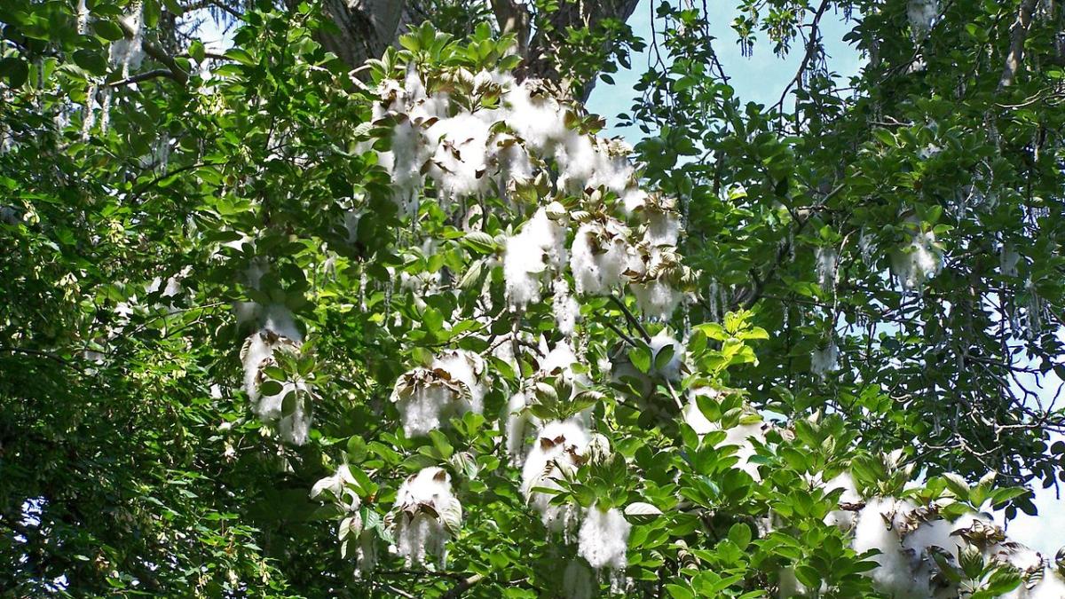 Тополь в пуху